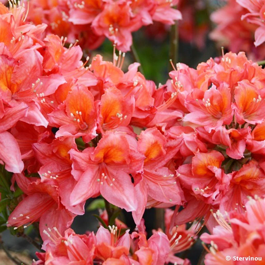 Azalée De Chine Demoiselles De Boutiguery Aurora - Rhododendron Hybride 1 Azalée De Chine Demoiselles De Boutiguery Aurora - Rhododendron Hybride