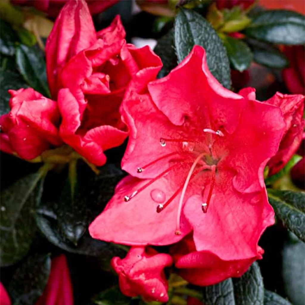 Azalée Du Japon Vuyk's Rosyred - Rhododendron Hybride. 1 Azalée Du Japon Vuyk's Rosyred - Rhododendron Hybride.