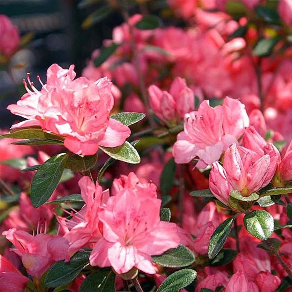 Azalée Japonaise Blaauw's Pink - Rhododendron Hybride 1 Azalée Japonaise Blaauw's Pink - Rhododendron Hybride