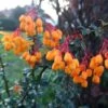 Berberis Lologensis Apricot Queen - Epine-vinette.