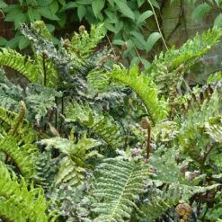 Blechnum Chilense