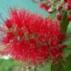 Callistemon Masotti Mini Red - Rince Bouteille