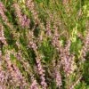 Bruyère D'été - Calluna Vulgaris Marleen