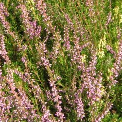 Bruyère D'été - Calluna Vulgaris Marleen