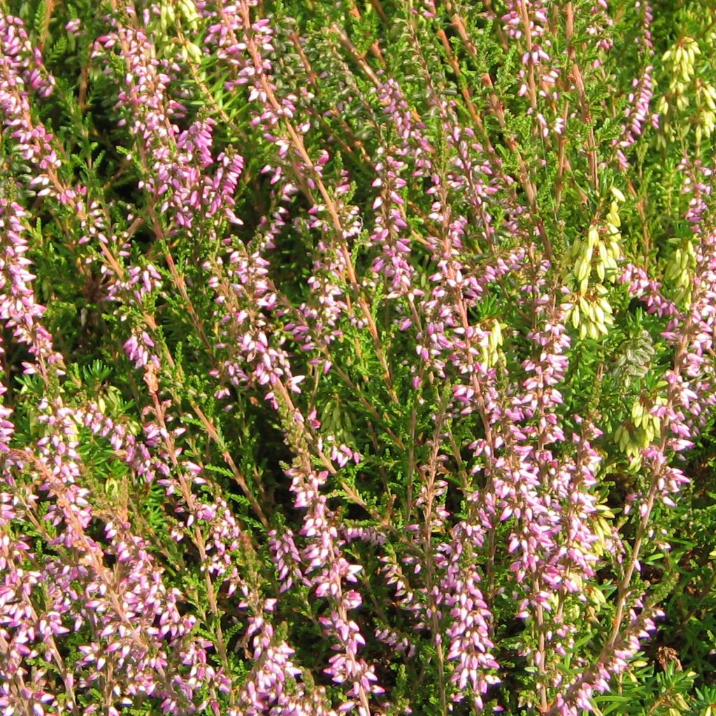 Bruyère D'été - Calluna Vulgaris Marleen 1 Bruyère D'été - Calluna Vulgaris Marleen