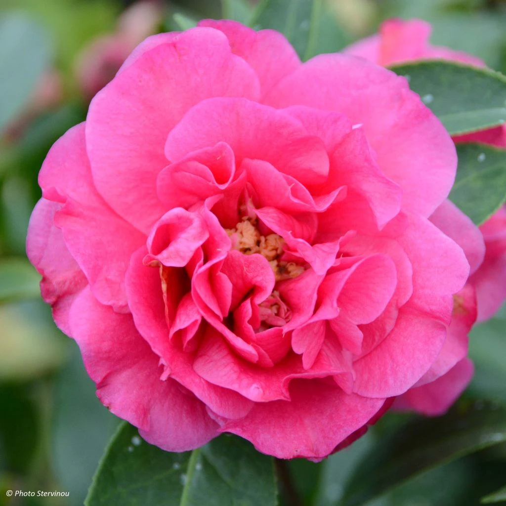 Camelia Fiesta Grande - Camellia (x) Reticulata 1 Camelia Fiesta Grande - Camellia (x) Reticulata