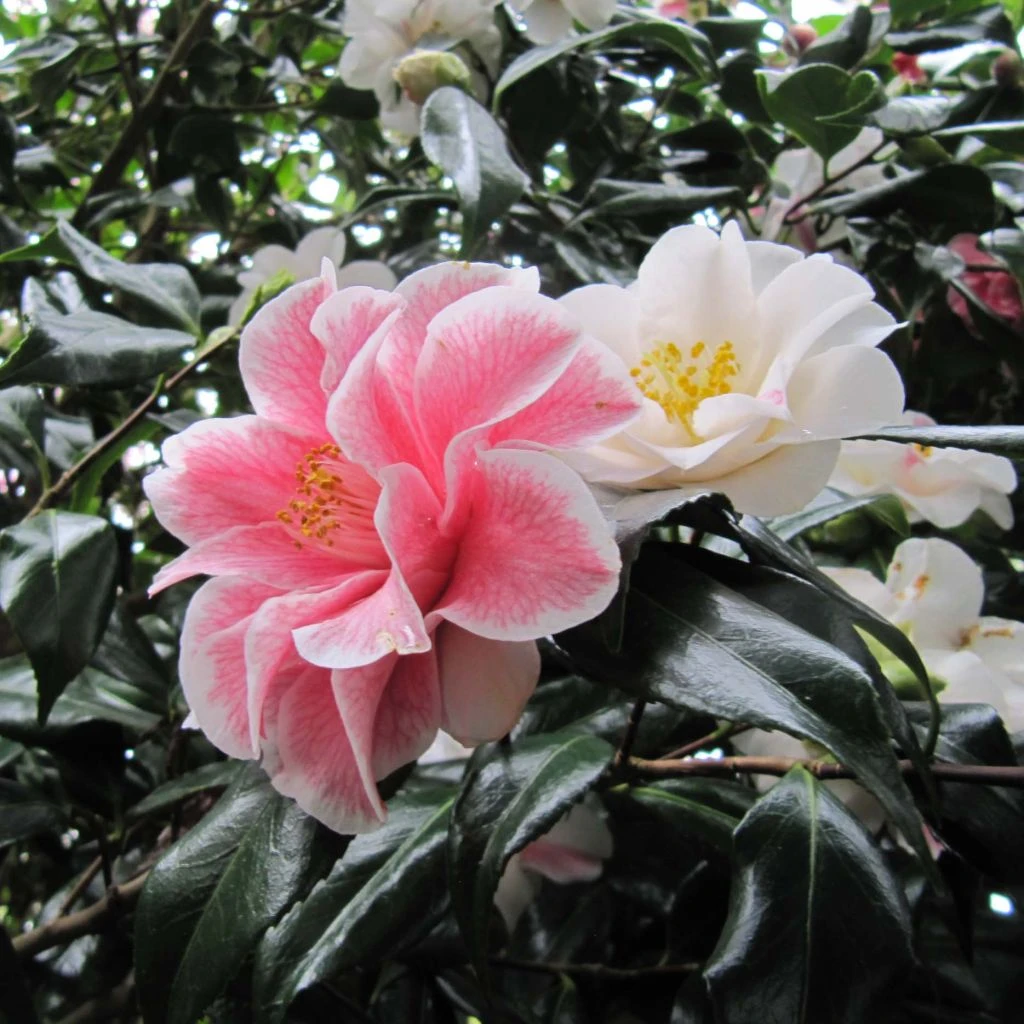 Camélia Lady Vansittart - Camellia Japonica 1 Camélia Lady Vansittart - Camellia Japonica