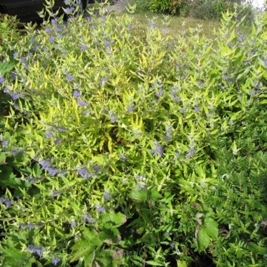 Caryopteris Worcester Gold - Spirée Bleue, Barbe-bleue 1 Caryopteris Worcester Gold - Spirée Bleue, Barbe-bleue