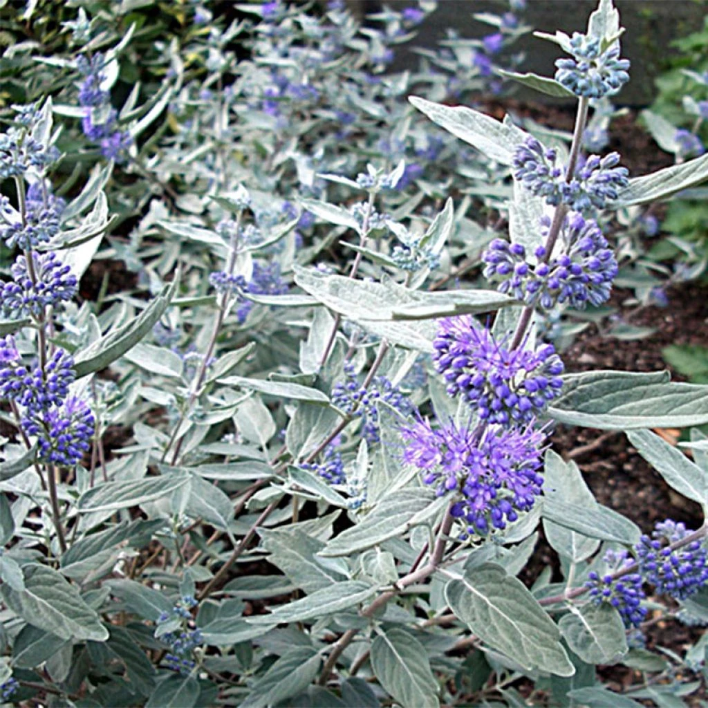 Caryopteris Clandonensis Sterling Silver - Spirée Bleue 1 Caryopteris Clandonensis Sterling Silver - Spirée Bleue