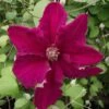 Clématite - Clematis Ernest Marckham