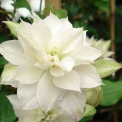 Clématite - Clematis Dancing Dorien® Zodado