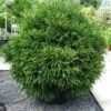 Cèdre Du Japon Globosa Nana - Cryptomeria Japonica