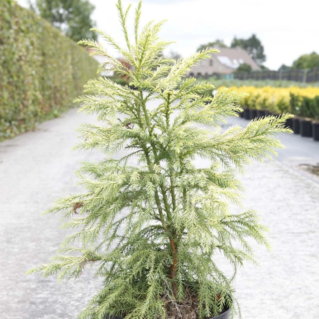 Cryptomeria Japonica Sekkan Sugi 1 Cryptomeria Japonica Sekkan Sugi