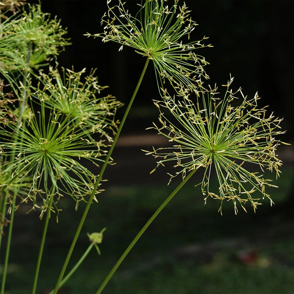 Cyperus Prolifer - Papyrus Nain 1 Cyperus Prolifer - Papyrus Nain