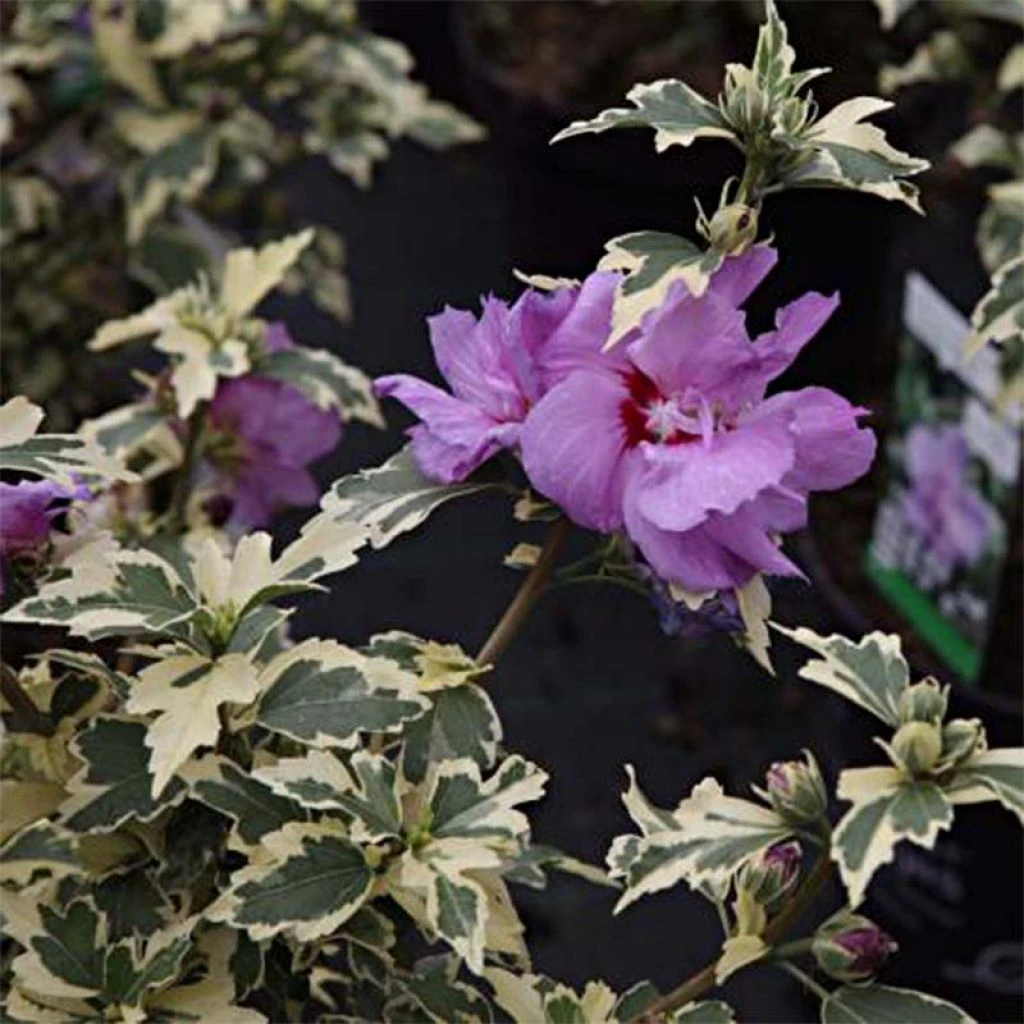 Hibiscus Syriacus Summer Ruffle - Althea Panaché, Semi-double, Mauve-rose. 1 Hibiscus Syriacus Summer Ruffle - Althea Panaché, Semi-double, Mauve-rose.
