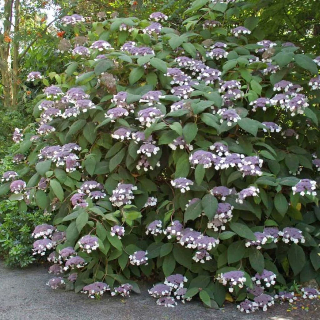 Hortensia - Hydrangea Aspera Bellevue 1 Hortensia - Hydrangea Aspera Bellevue