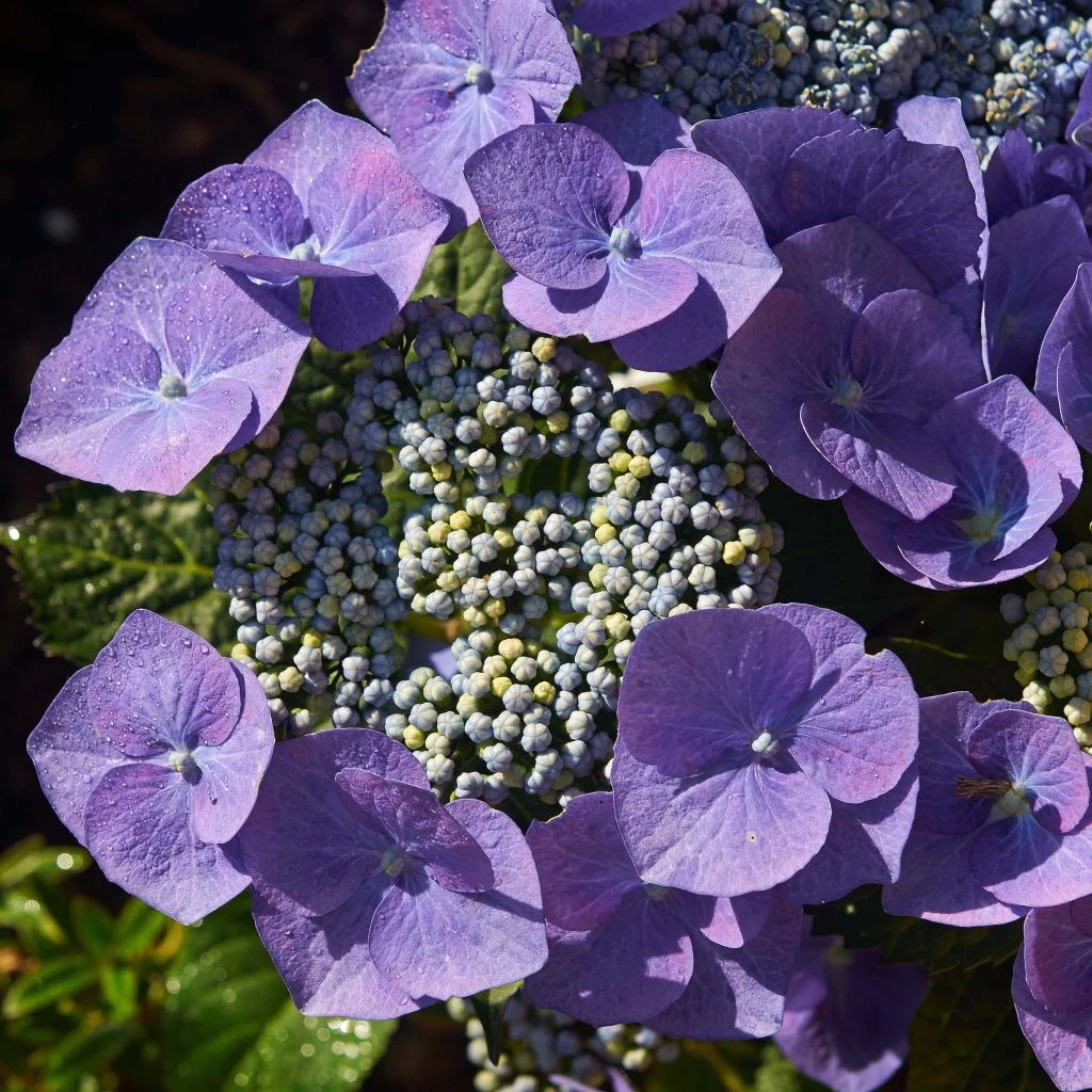 Hortensia - Hydrangea Macrophylla Blaumeise 1 Hortensia - Hydrangea Macrophylla Blaumeise