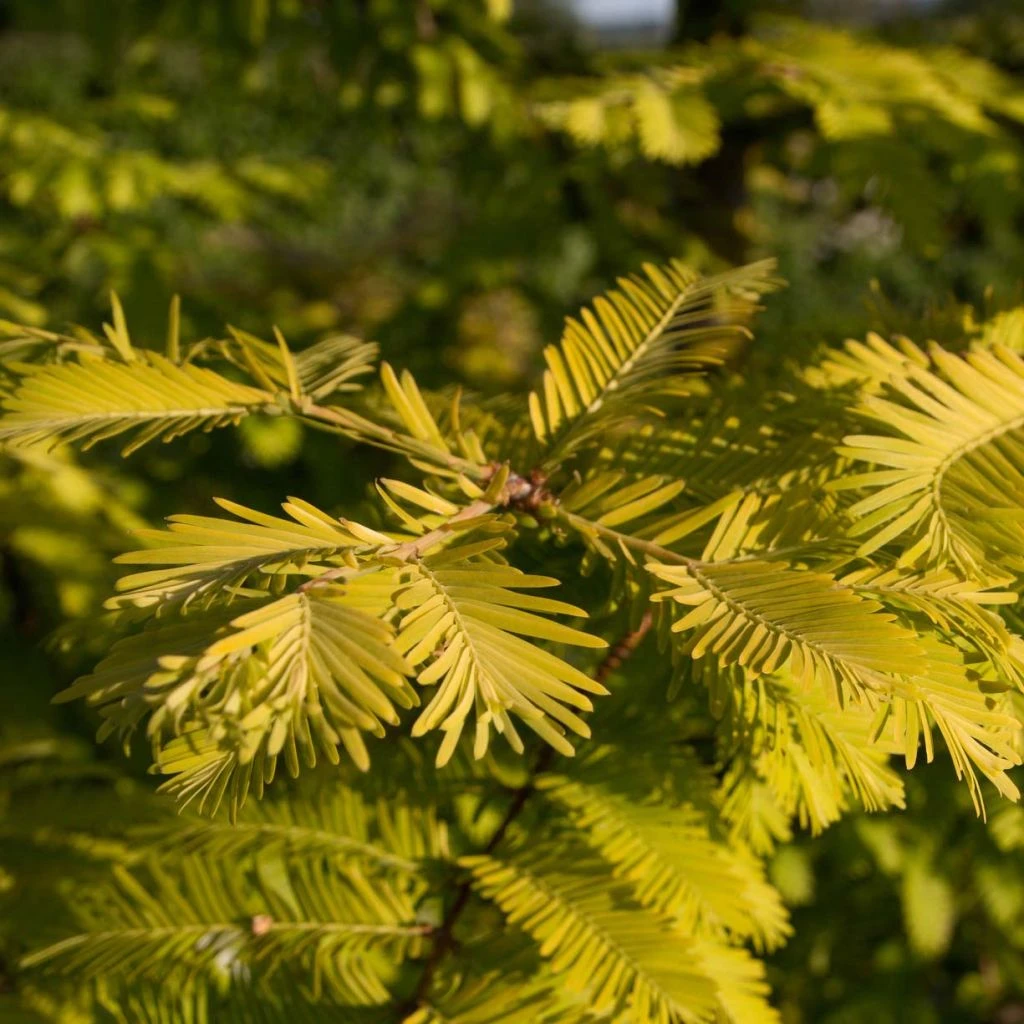 Metasequoia Glyptostroboides Gold Rush 1 Metasequoia Glyptostroboides Gold Rush