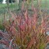 Miscanthus Sinensis Purple Fall® - Eulalie, Roseau De Chine