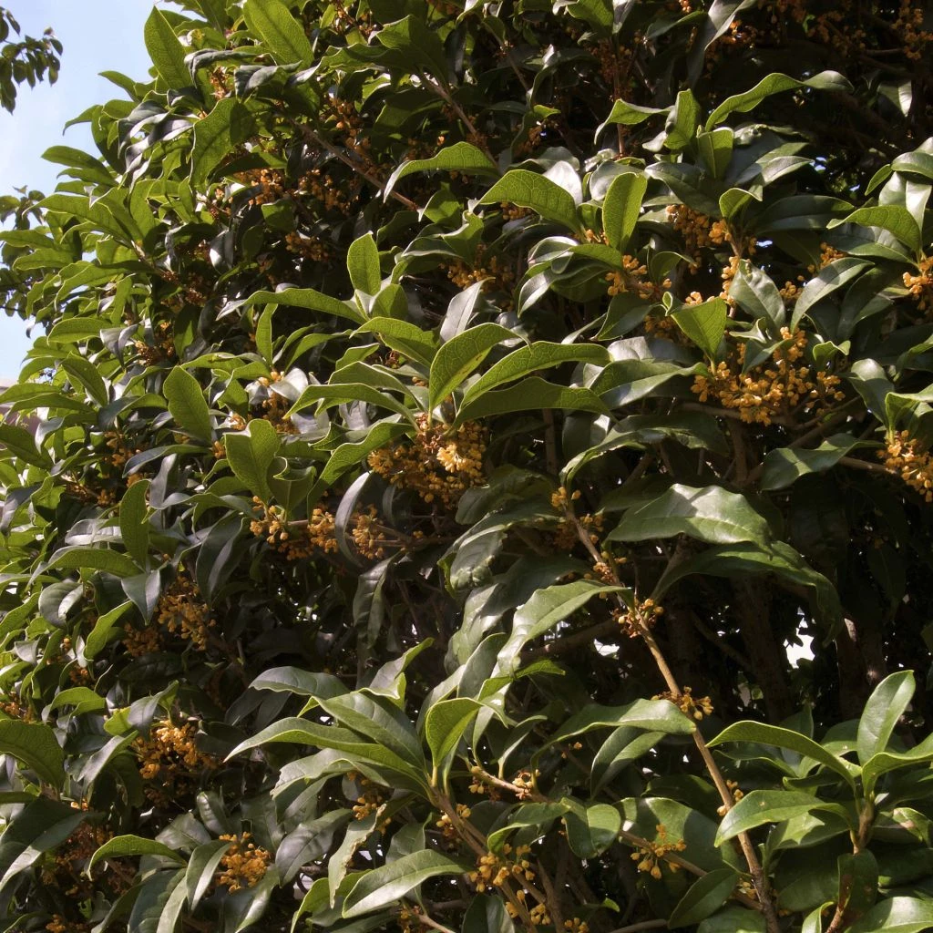 Osmanthus Fragrans Aurantiacus - Osmanthe Parfumé 1 Osmanthus Fragrans Aurantiacus - Osmanthe Parfumé