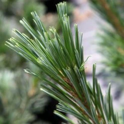 Pin - Pinus Flexilis Vanderwolf's Pyramid