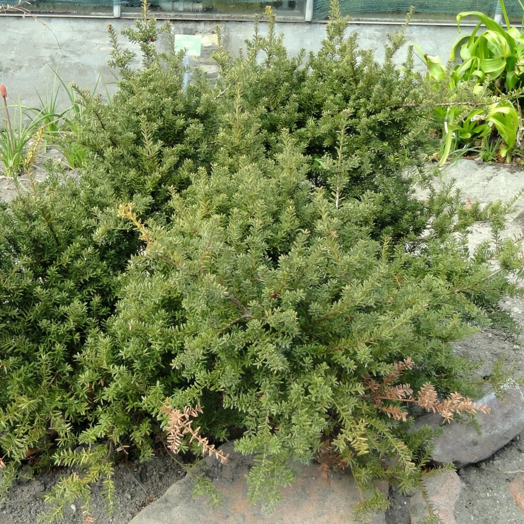 Podocarpus Des Neiges - Podocarpus Nivalis 1 Podocarpus Des Neiges - Podocarpus Nivalis