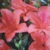 Azalée Du Japon Nakaharai Orange - Azalea Japonica