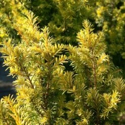 If Commun - Taxus Baccata Kupfergold