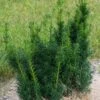 Taxus X Media Hicksii - If Hybride