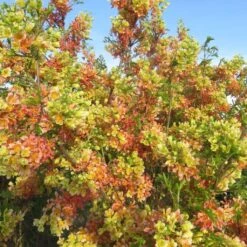 Xanthoceras Sorbifolium Happy Orange - Xanthocère à Feuilles De Sorbier