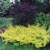 Berberis Thunbergii Golden Carpet - Epine-vinette