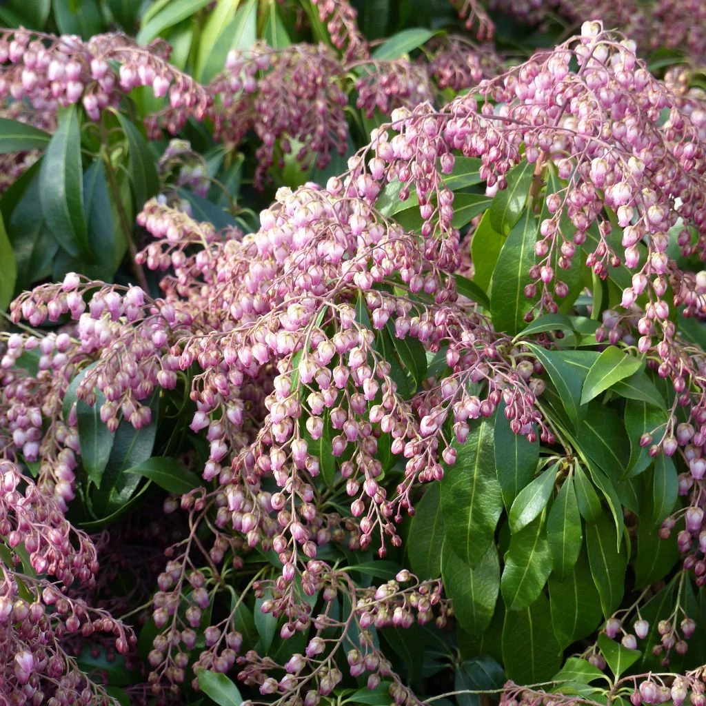 Andromède Du Japon - Pieris Japonica Katsura 1 Andromède Du Japon - Pieris Japonica Katsura
