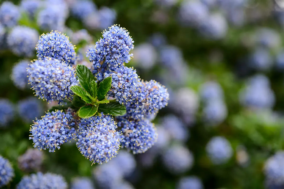 Pas Cher Fleurs Haie Magasin -Pas Cher Fleurs Haie Magasin cay bui thuong